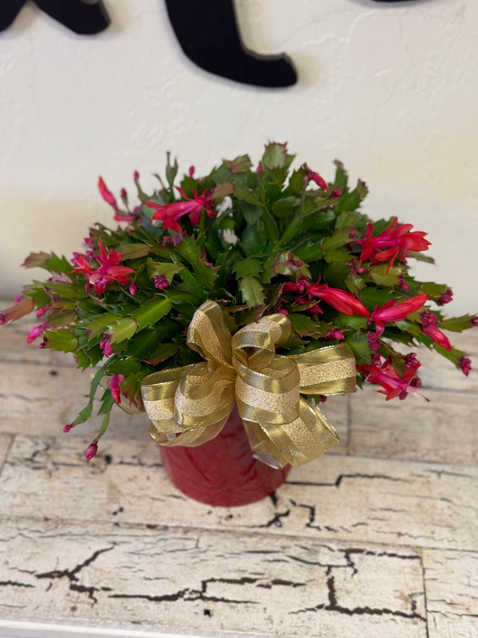 Christmas Cactus