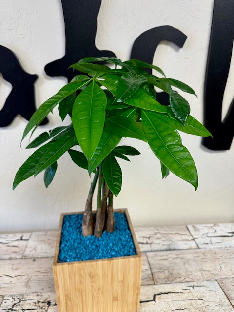 Money Tree Plant