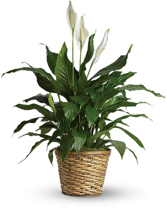 Simply Elegant Spathiphyllum -