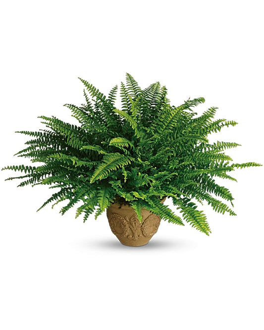 Heartwarming Thoughts Boston Fern