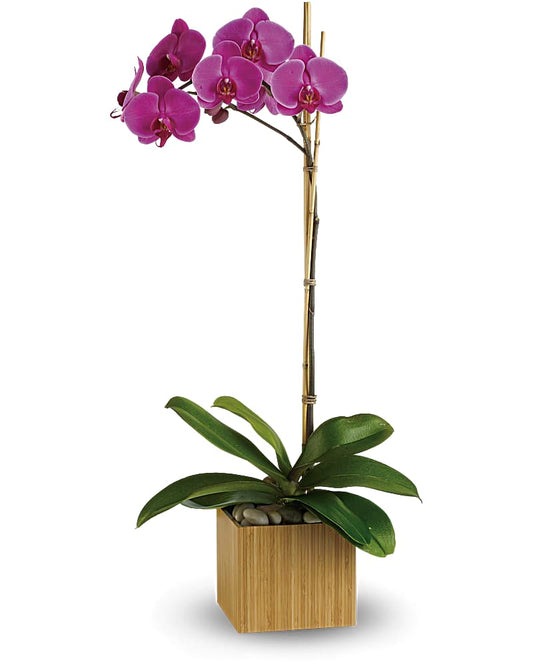 Imperial Purple Orchid